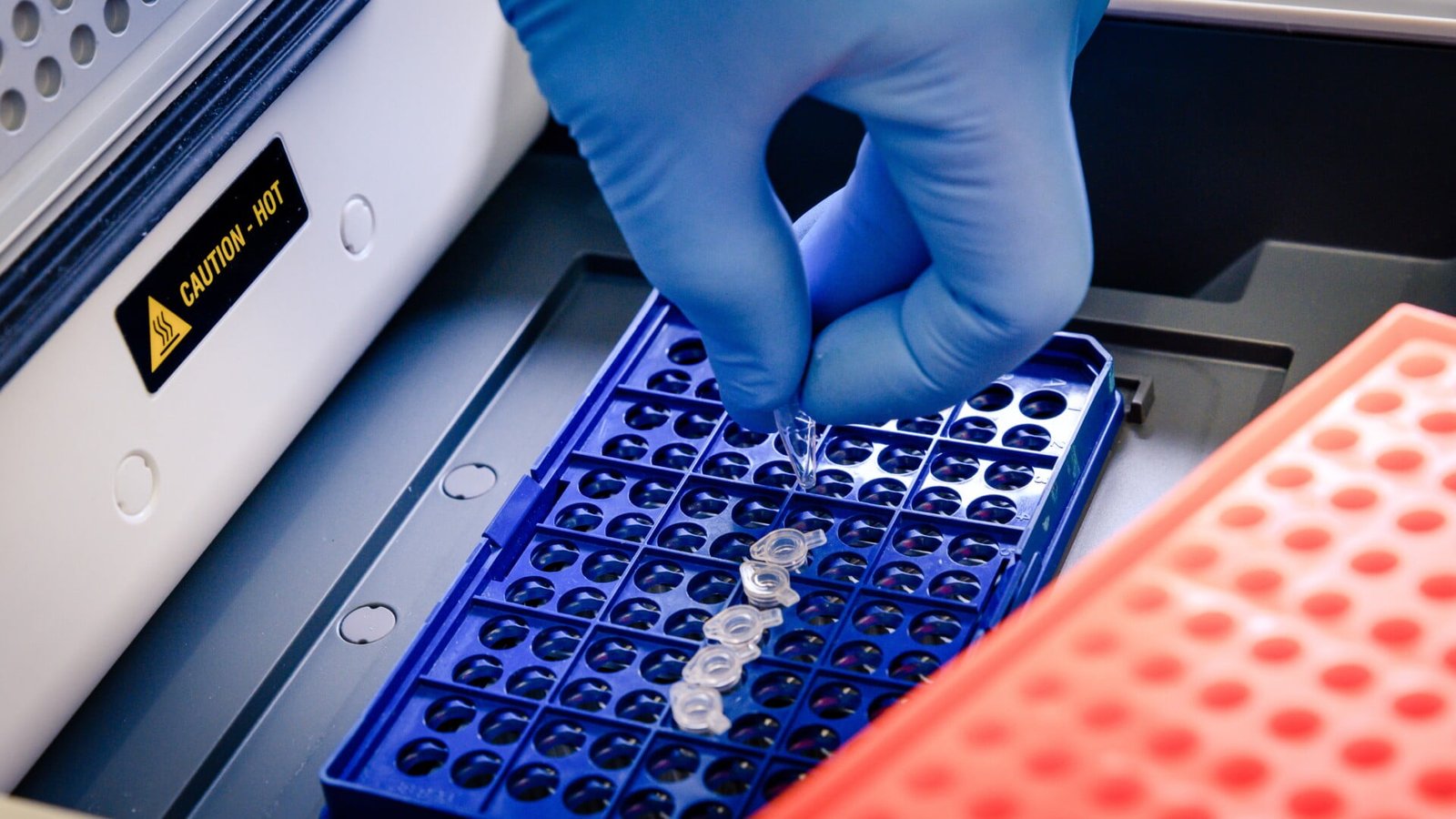 A laboratory worker arranging pipette tips in a blue container for a coronavirus testing